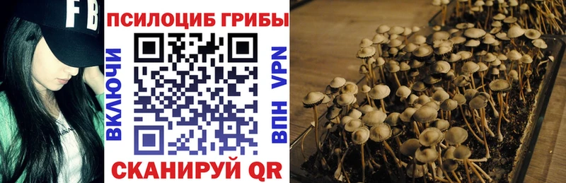 где купить наркоту  Красный Сулин  Псилоцибиновые грибы мухоморы 